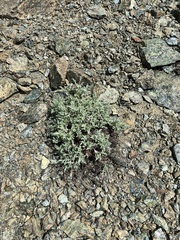 Chaenactis thompsonii