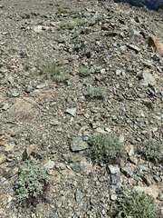 Chaenactis thompsonii