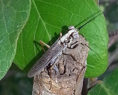 Mantoida maya