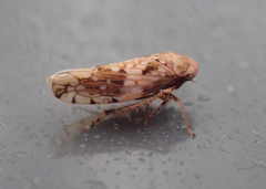 Menosoma cinctum