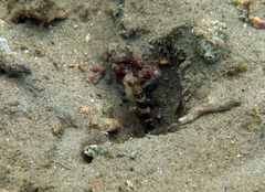 Cryptocentrus caeruleomaculatus