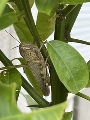 Anacridium aegyptium