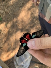 Parides neophilus
