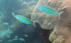 Caesio caerulaurea