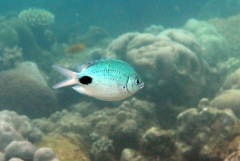 Abudefduf sparoides