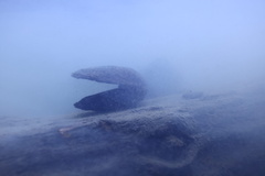 Anodonta