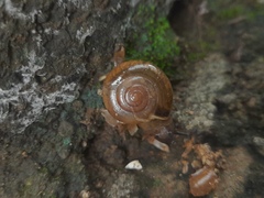 Macrochlamydinae