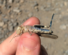 Trimerotropis cyaneipennis