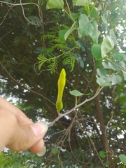 Rivea hypocrateriformis