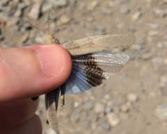 Trimerotropis cyaneipennis