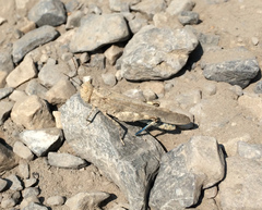 Trimerotropis cyaneipennis