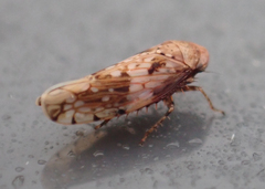 Menosoma cinctum