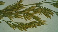 Calamagrostis stricta