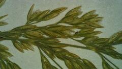 Calamagrostis stricta