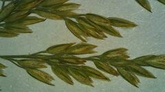Calamagrostis stricta
