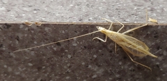 Oecanthus angustus