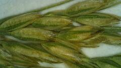 Calamagrostis stricta