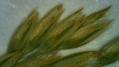 Calamagrostis stricta