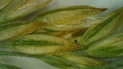 Calamagrostis stricta