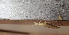Oecanthus angustus