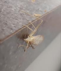 Oecanthus angustus