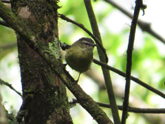 Phyllomyias nigrocapillus