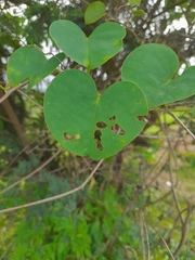 Rivea hypocrateriformis