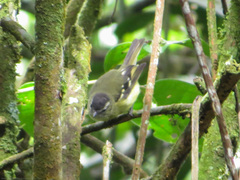 Phyllomyias nigrocapillus