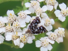 Prochoreutis myllerana