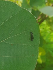 Camponotus compressus