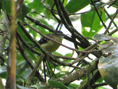 Phyllomyias nigrocapillus