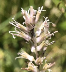 Thelypodium crispum