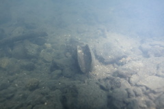 Anodonta