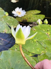 Nymphaea tetragona