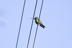 Anthracothorax prevostii