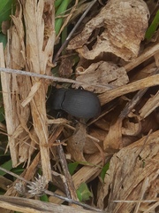 Platynotus punctatipennis