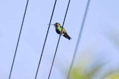 Anthracothorax prevostii