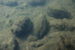 Anodonta