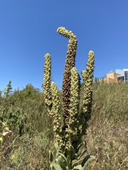 Verbascum thapsus