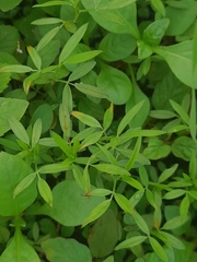 Stylosanthes fruticosa