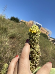 Verbascum thapsus