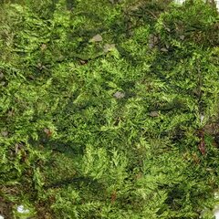 Sciuro-hypnum curtum