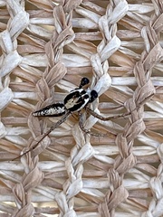 Oxyopes tridens