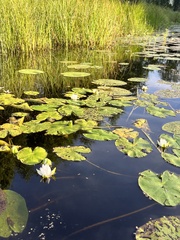 Nymphaea tetragona