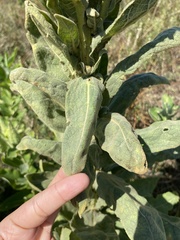 Verbascum thapsus