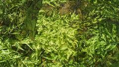 Sciuro-hypnum curtum