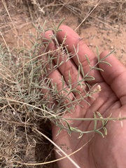 Astragalus flavus higginsii