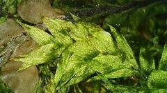 Sciuro-hypnum curtum