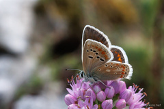 Polyommatus dorylas
