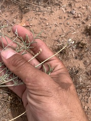 Astragalus flavus higginsii